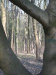 Arbre 